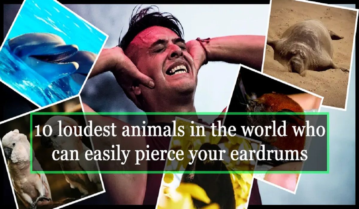 loudest animals on earth