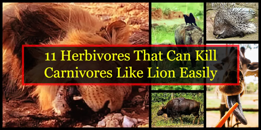 Herbivores That Can Kill Carnivores Like Lion