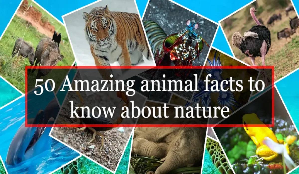 50 interesting animal facts