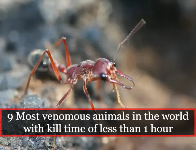 most venomous animals