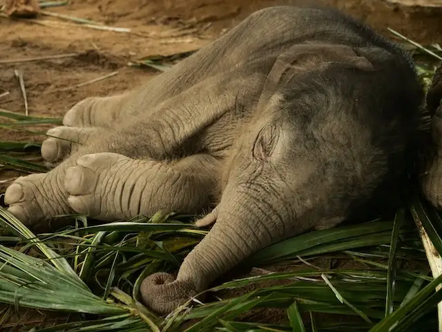 Baby elephant animal facts