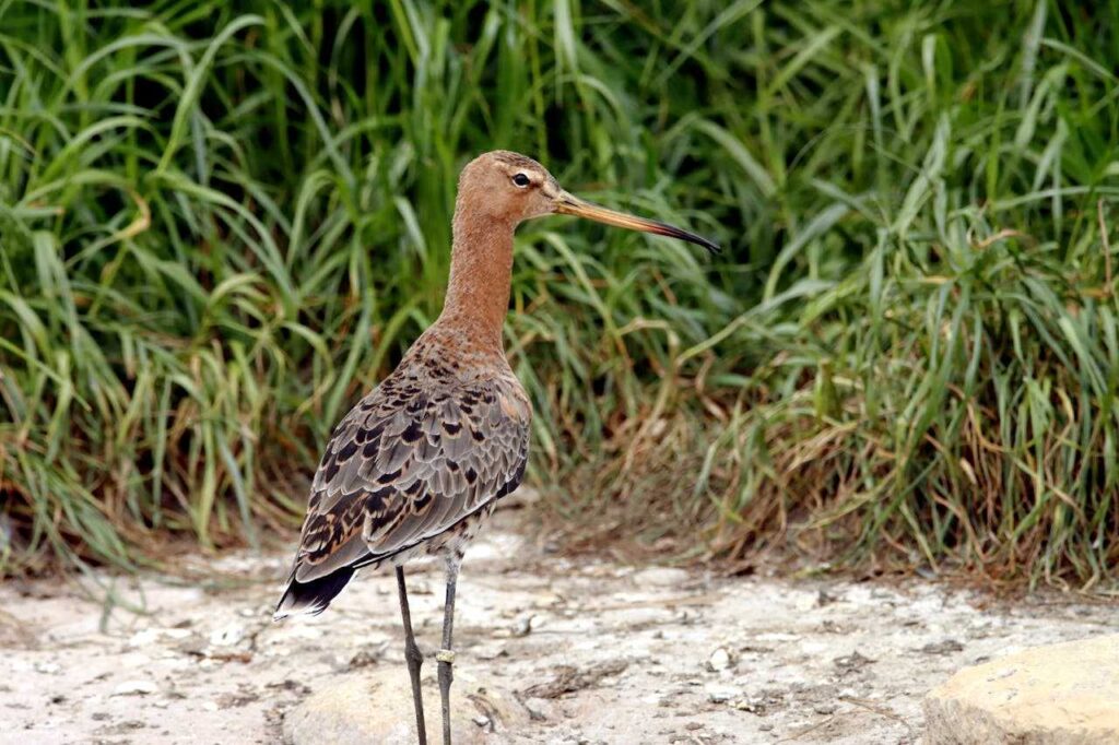 Black-tailed Godwit standing