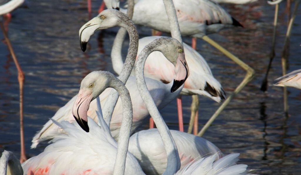 Flamingos lose their pink color due to molting and parenthood