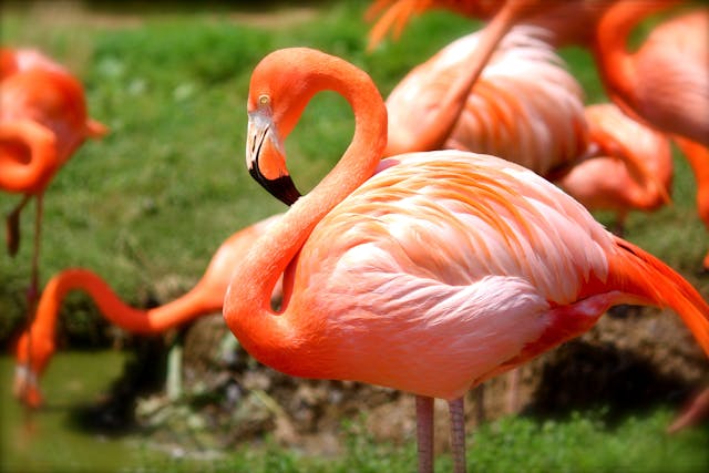 Orange colored flamingos in field