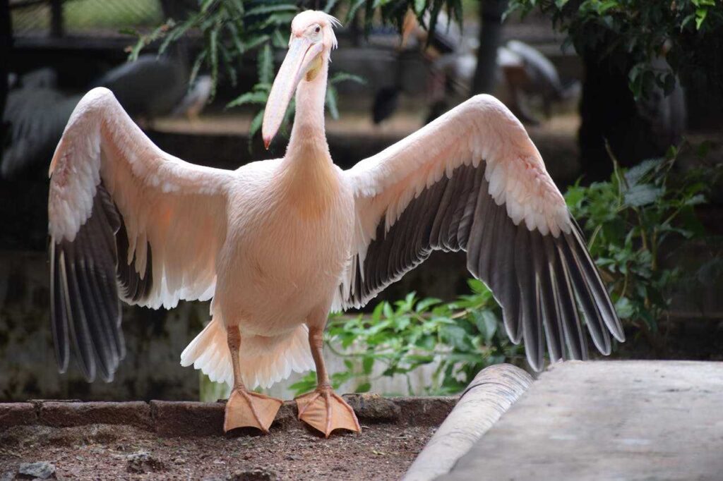 Rosy Pelican 