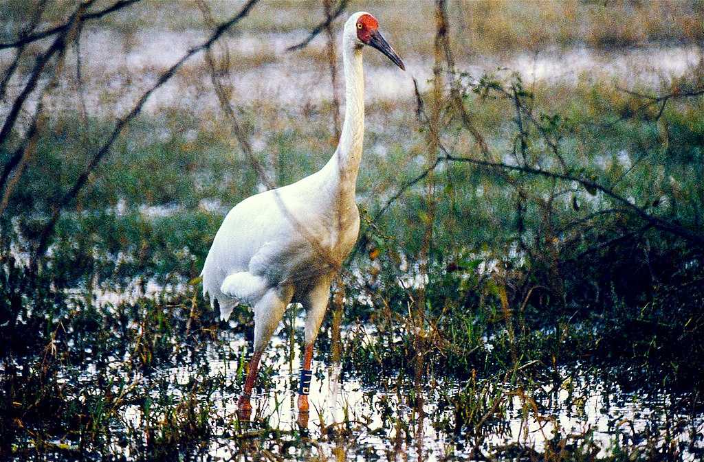 Siberian cranes in wetlands